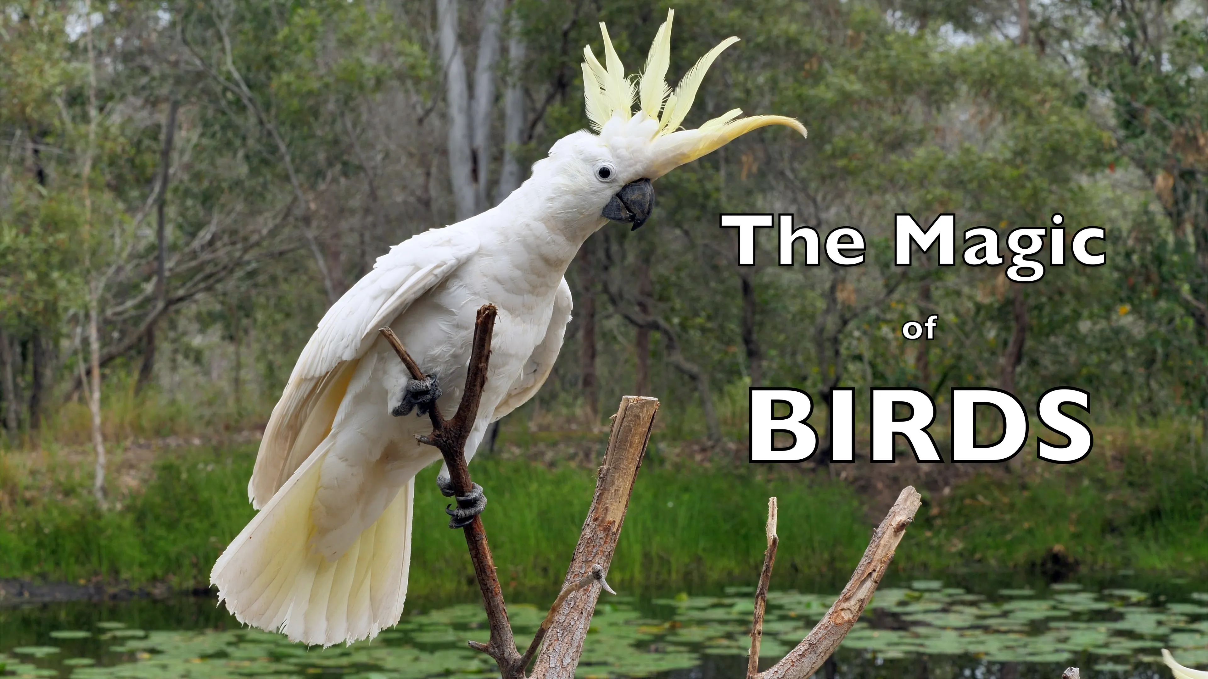 The Magic of BIRDS poster